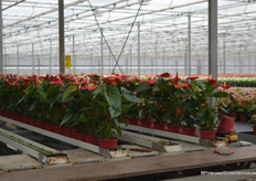 Anthuriums in alle kleuren en maten, hier bij het inpakstation van kwekerij Groene Tint